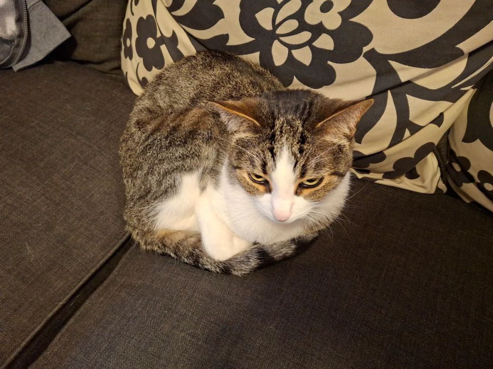 ソファーの上で座る猫の写真。Pixel 8aのものより少し黄色みが強いように見える