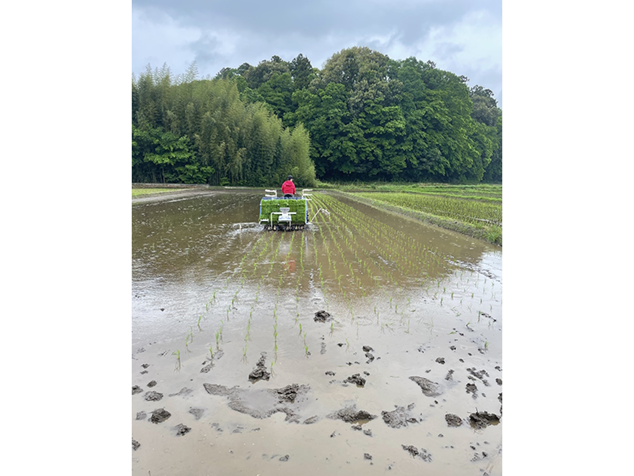 作業風景 2024年5月田植え時