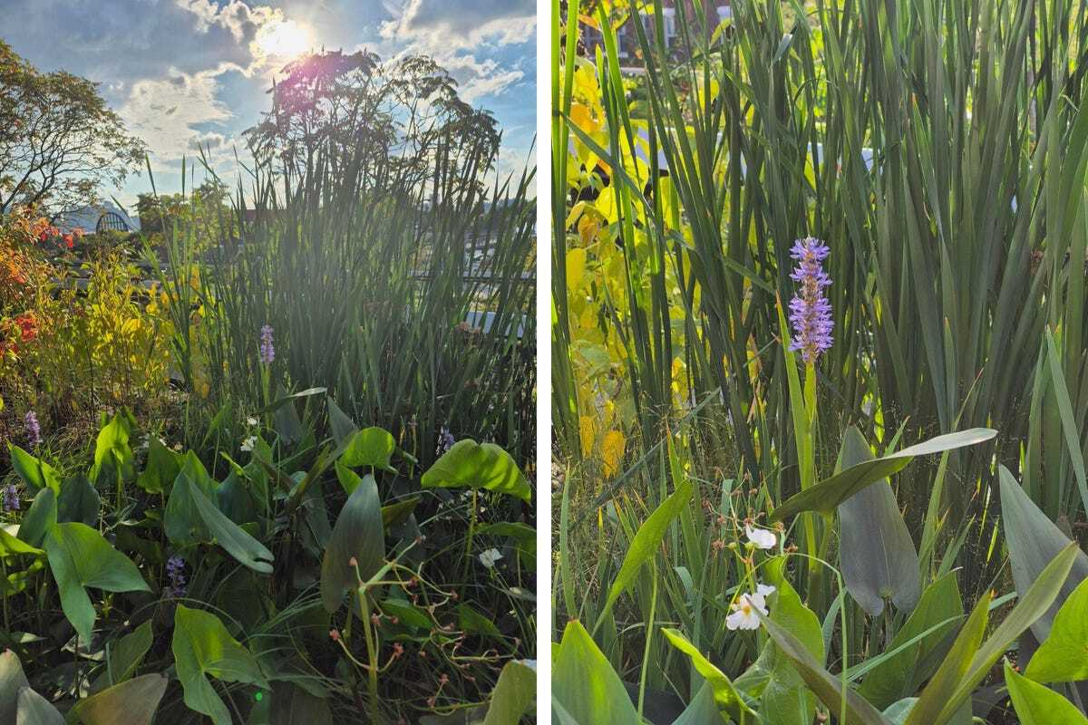 同じ花を撮影した2枚の写真