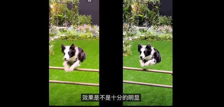 2つのスマートフォンで撮影した犬の写真を並べた様子