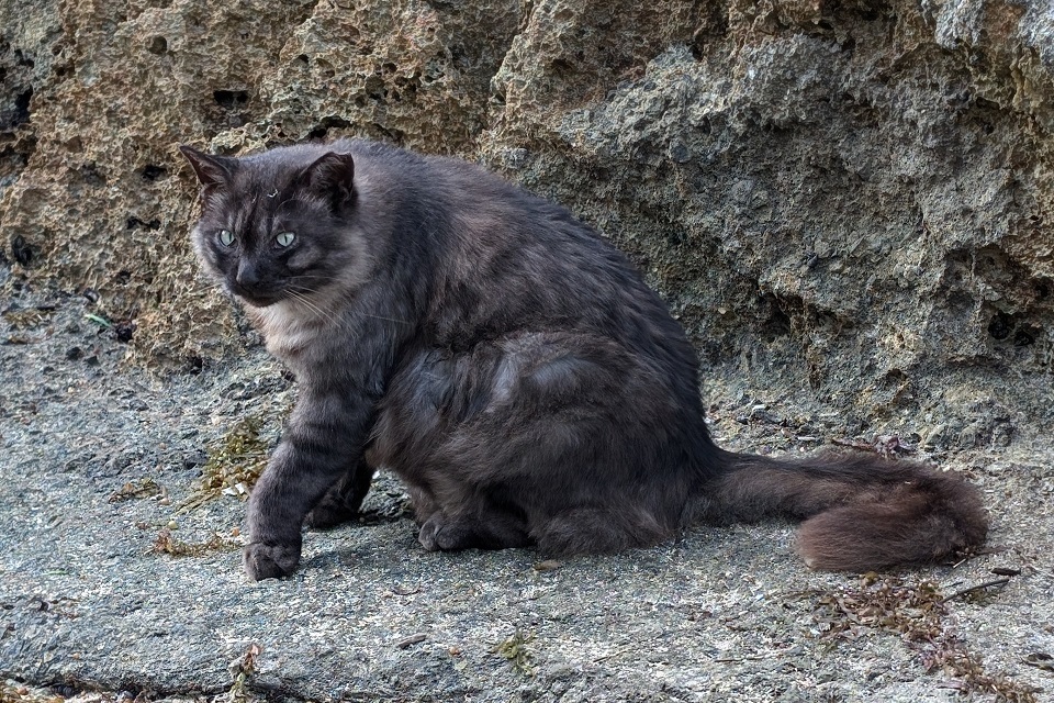 アマンジには、尾が立派な猫が暮しているようだ