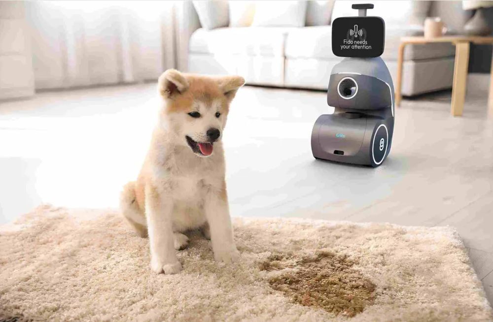 犬を見守るOroロボット