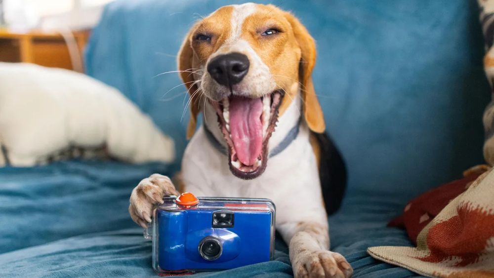 カメラのシャッターを押す仕草をする犬