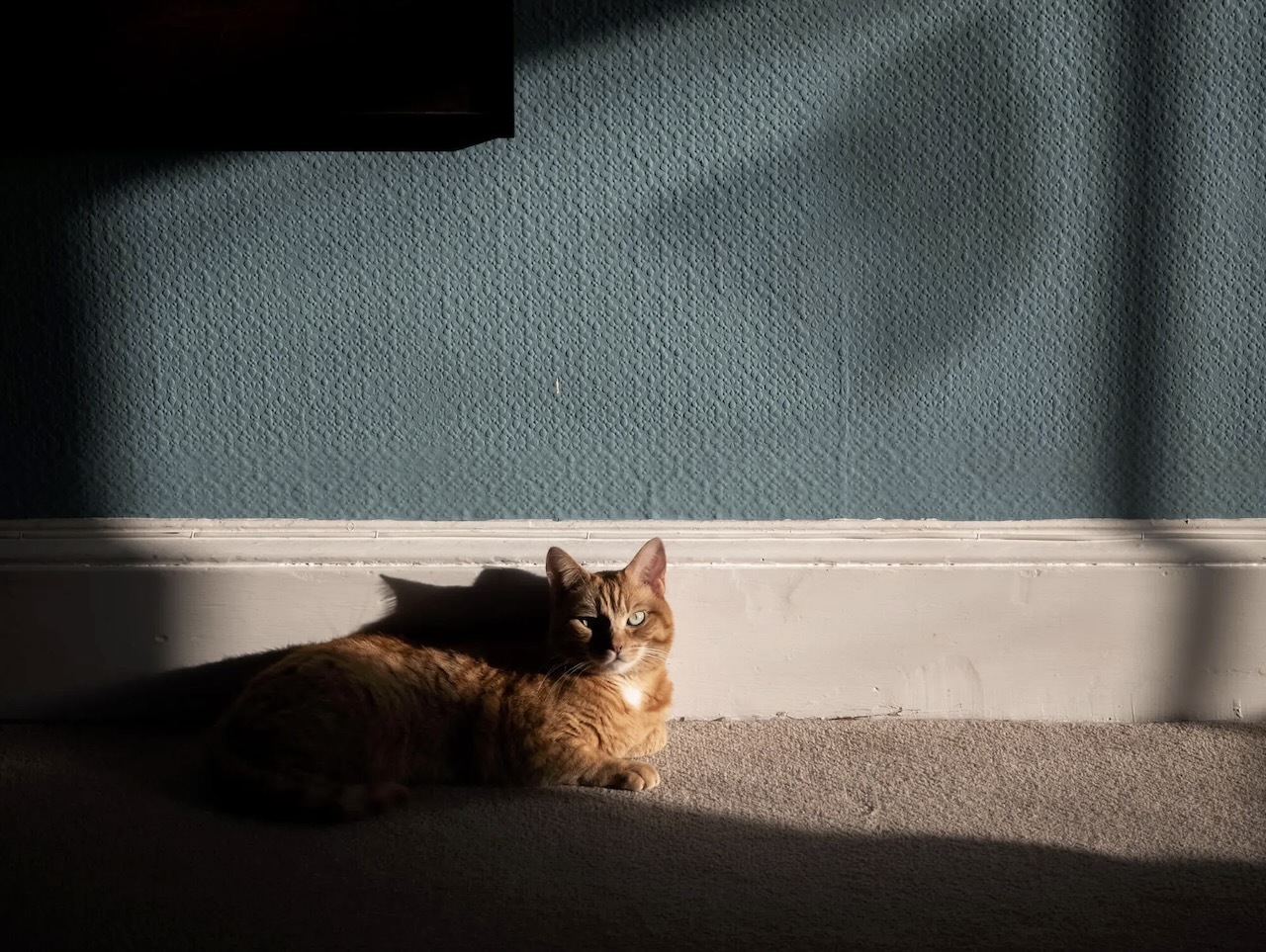 RAWで撮影し、Lightroomで編集。光と影を捉える能力が素晴らしく、猫の毛並みを見事に表現している（Andrew Lanxon/CNET）