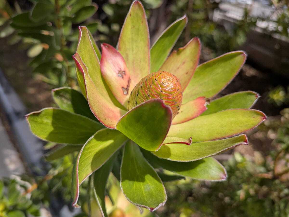 多くの葉がある植物の写真