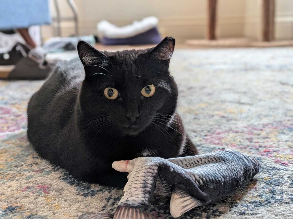 黒い猫の写真