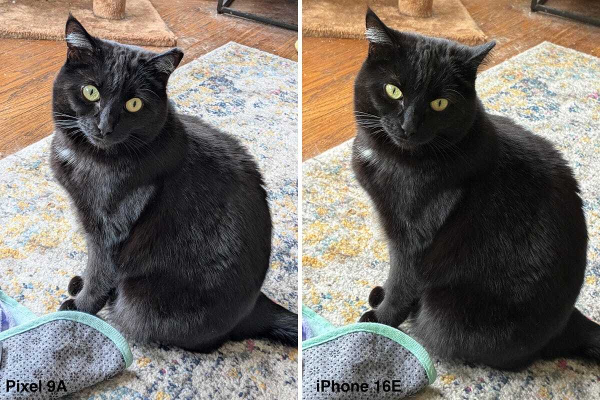 黒い猫の写真