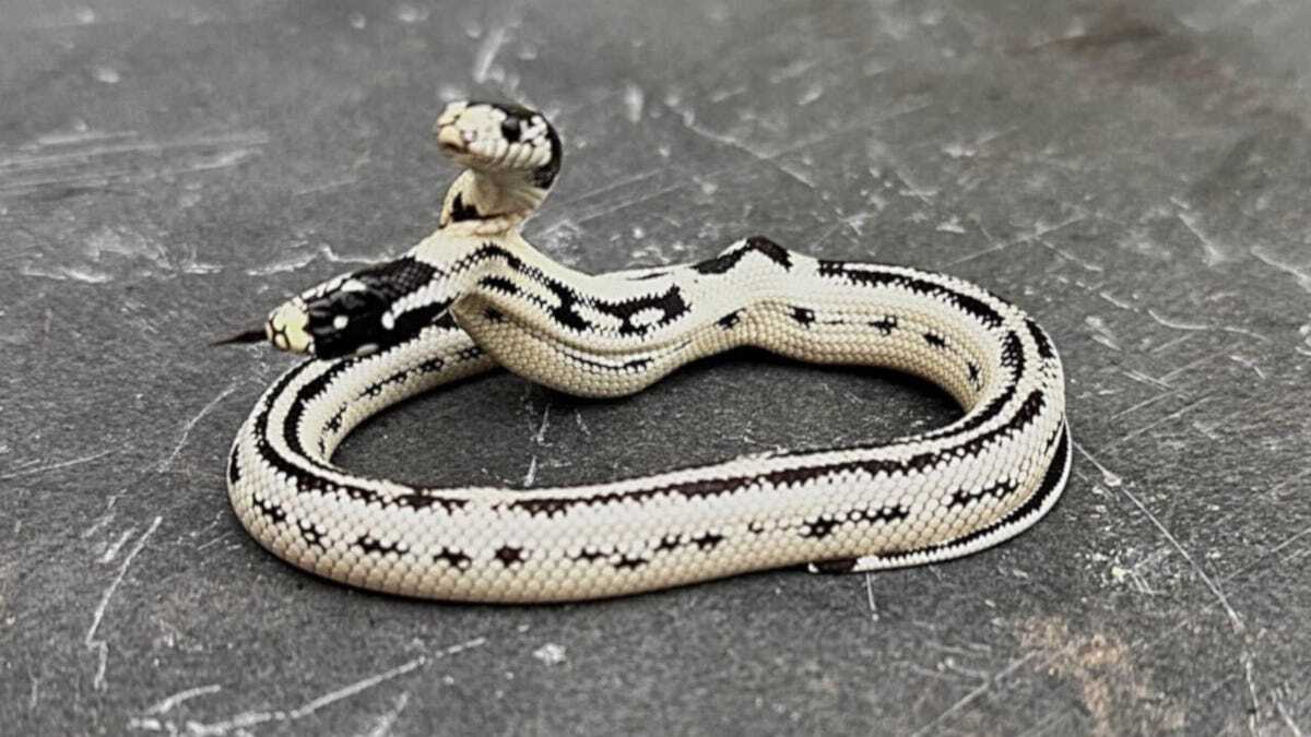 双頭のカリフォルニアキングスネークの全体を撮った写真