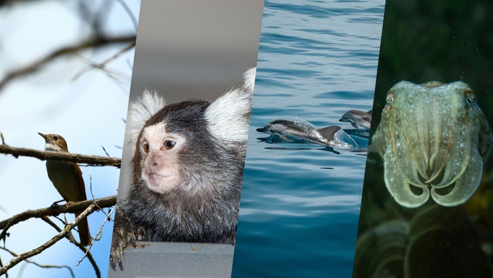 研究対象の動物たち