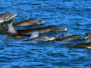 イルカの「言葉」をAIで解明する研究、約1400万円の賞を獲得