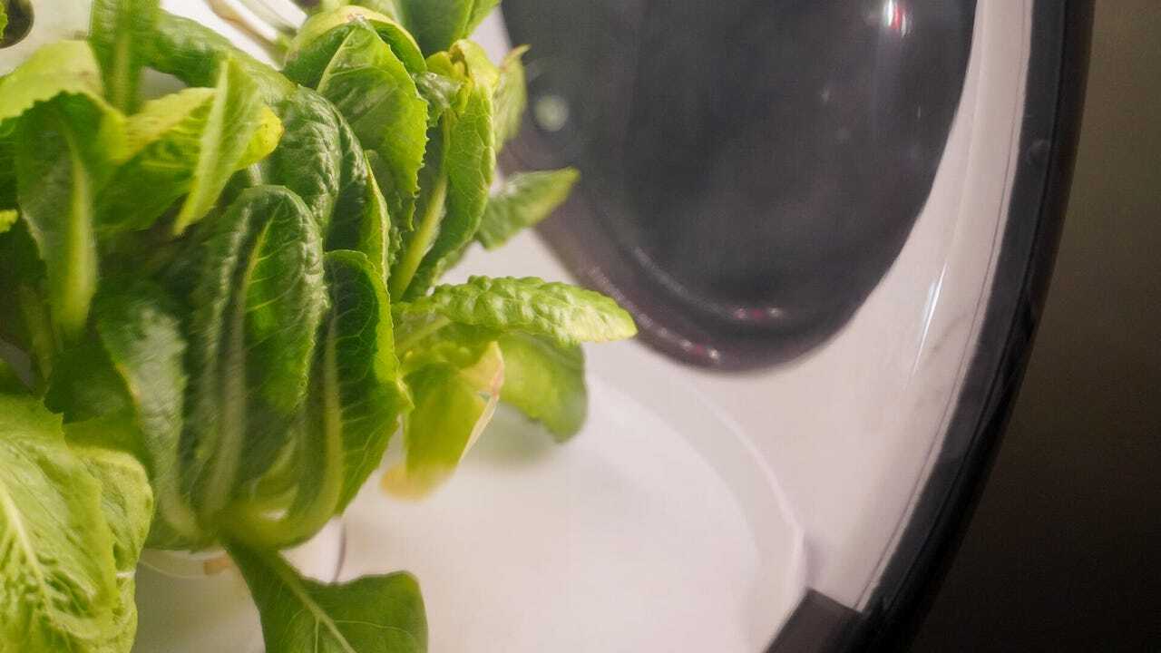 Rejuvenateと植物の葉