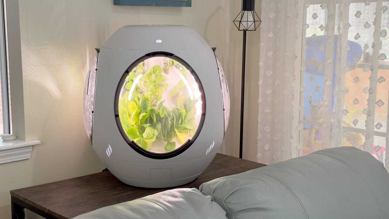 植物を栽培中のRejuvenate
