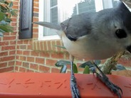 「鳥さん用スマート餌台」が開く、野鳥観察の新しいカタチ
