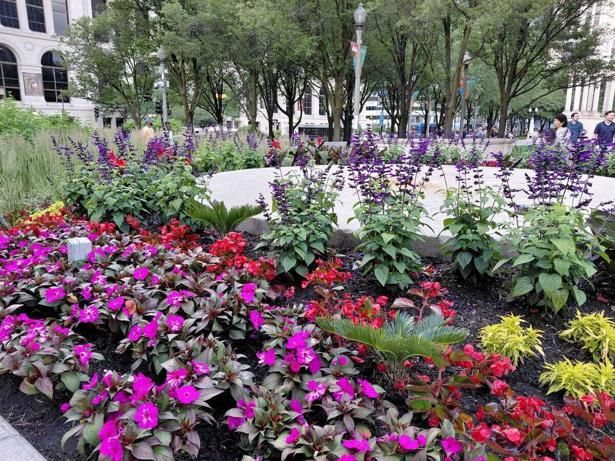 Galaxy A36 5Gで撮影した鮮やかな花壇の写真