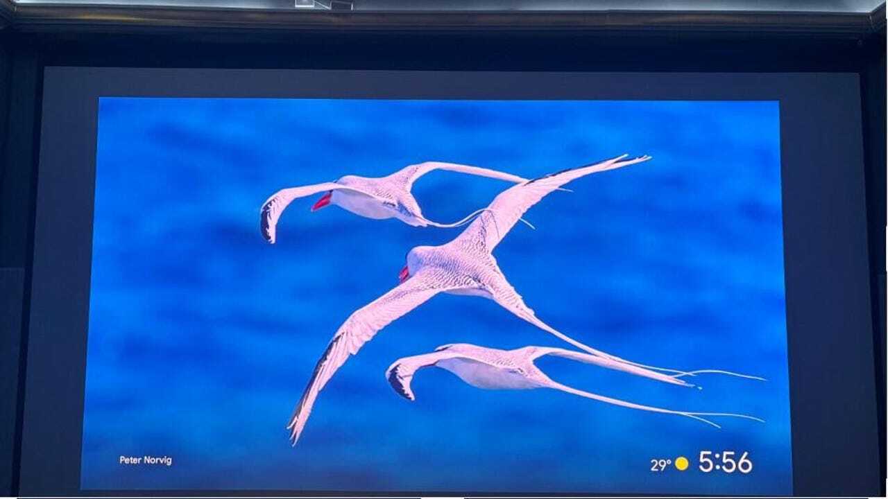 鳥の映像