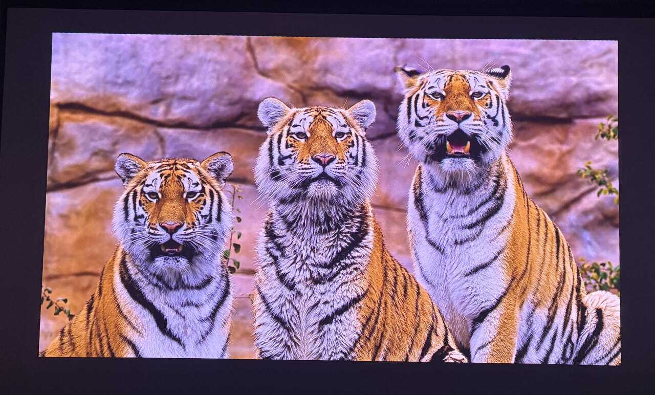トラの映像