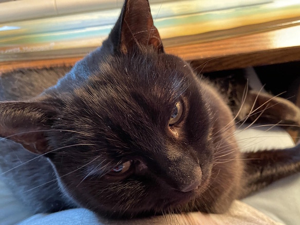 愛猫の悩みについてAIに相談してみた--5つのチャットボットと対話して分かったこと