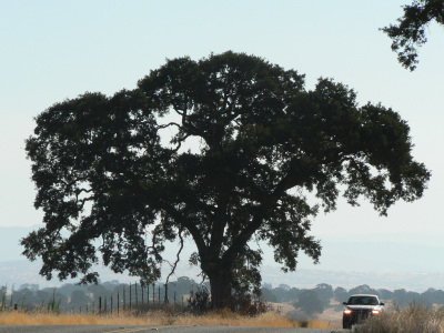 カリフォルニアの街道で見かけた木、巨大さと美しいシルエットが印象的。この木はどこで撮ったのかなあ(拡大画像/2.33Mバイト)
